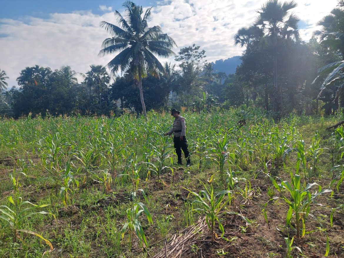 Kapolsek Sasitamean Manfaatkan Lahan Kosong untuk Tanam Jagung, Wujud Nyata Dukungan Polri Terhadap Ketahanan Pangan