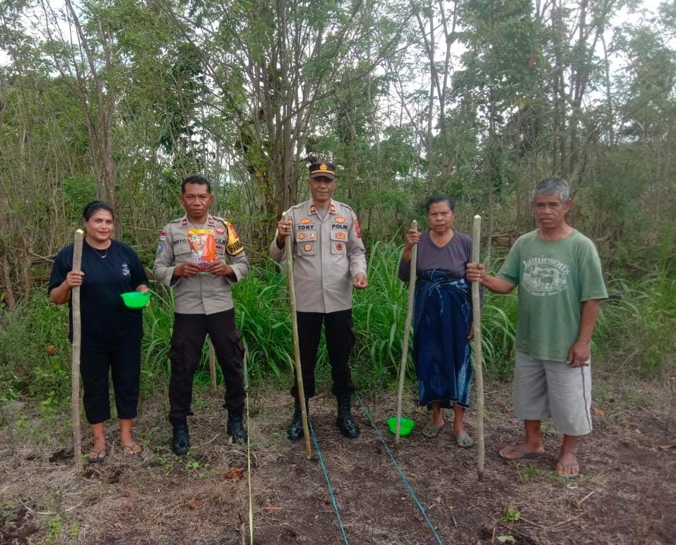 Polsek Laen Manen Gandeng Warga Tanam Jagung, Bantu Stabilitas Pangan Daerah