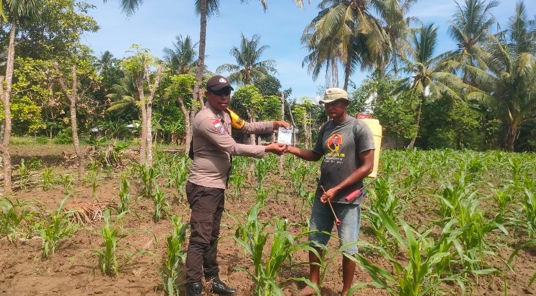 Peduli Ketahanan Pangan, Bhabinkamtibmas Desa Umanen Lawalu Dampingi Petani Atasi Hama Jagung
