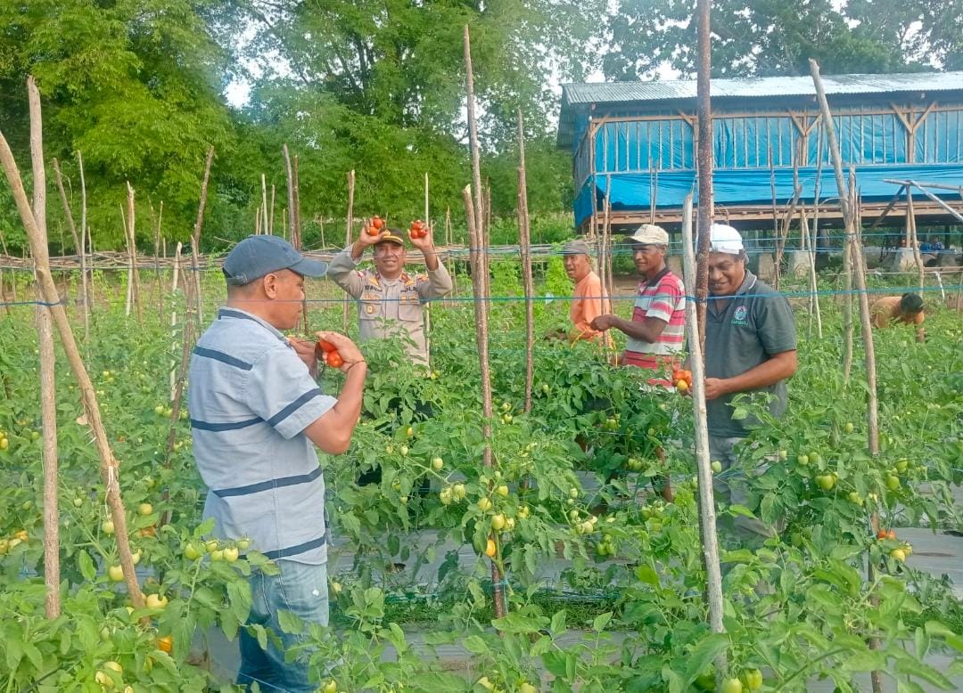 Polsek Malaka Timur Hadir Dukung Panen Perdana BUMDes Karaslak Desa Sanleo