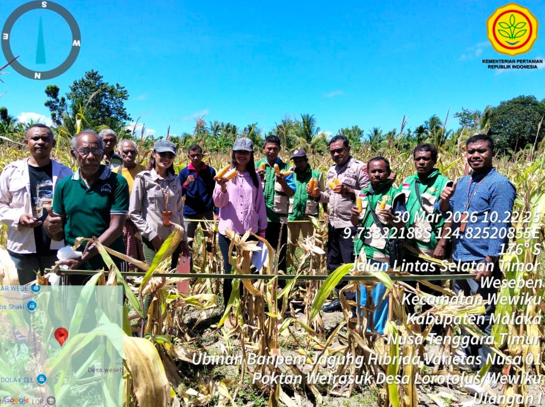 Bhabinkamtibmas Wewiku Aktif Dampingi Petani, Dorong Produktivitas Jagung Lokal